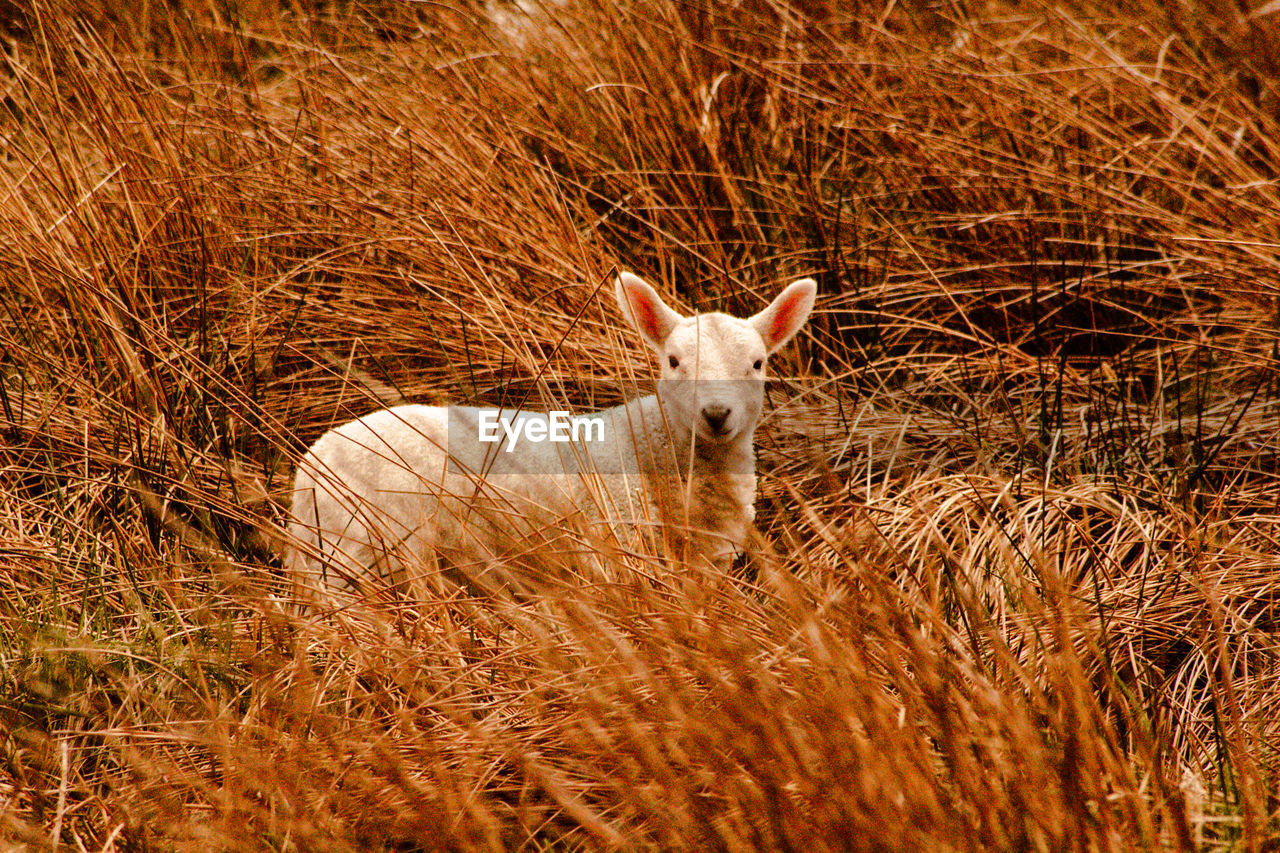 PORTRAIT OF A CAT STANDING IN FIELD