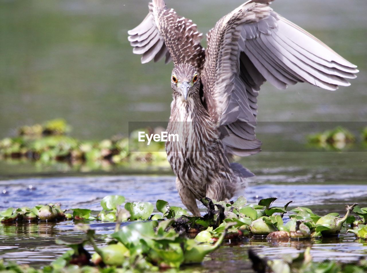 CLOSE-UP OF BIRDS FLYING AGAINST LAKE