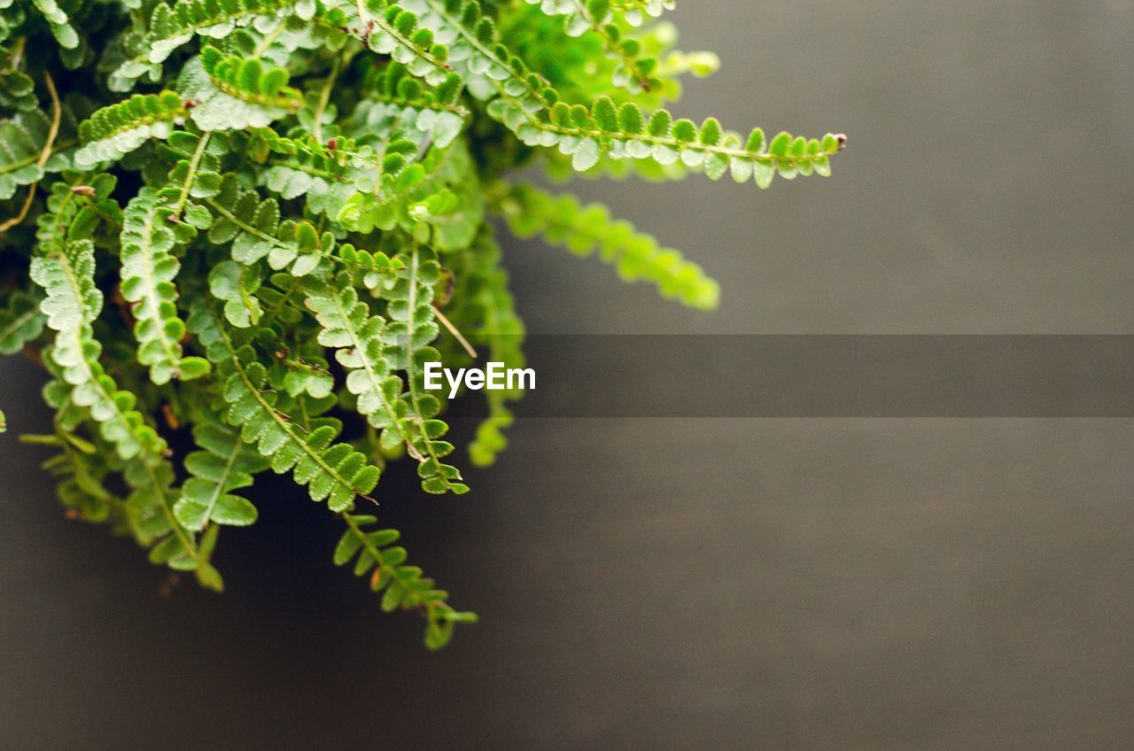 CLOSE-UP OF PLANTS