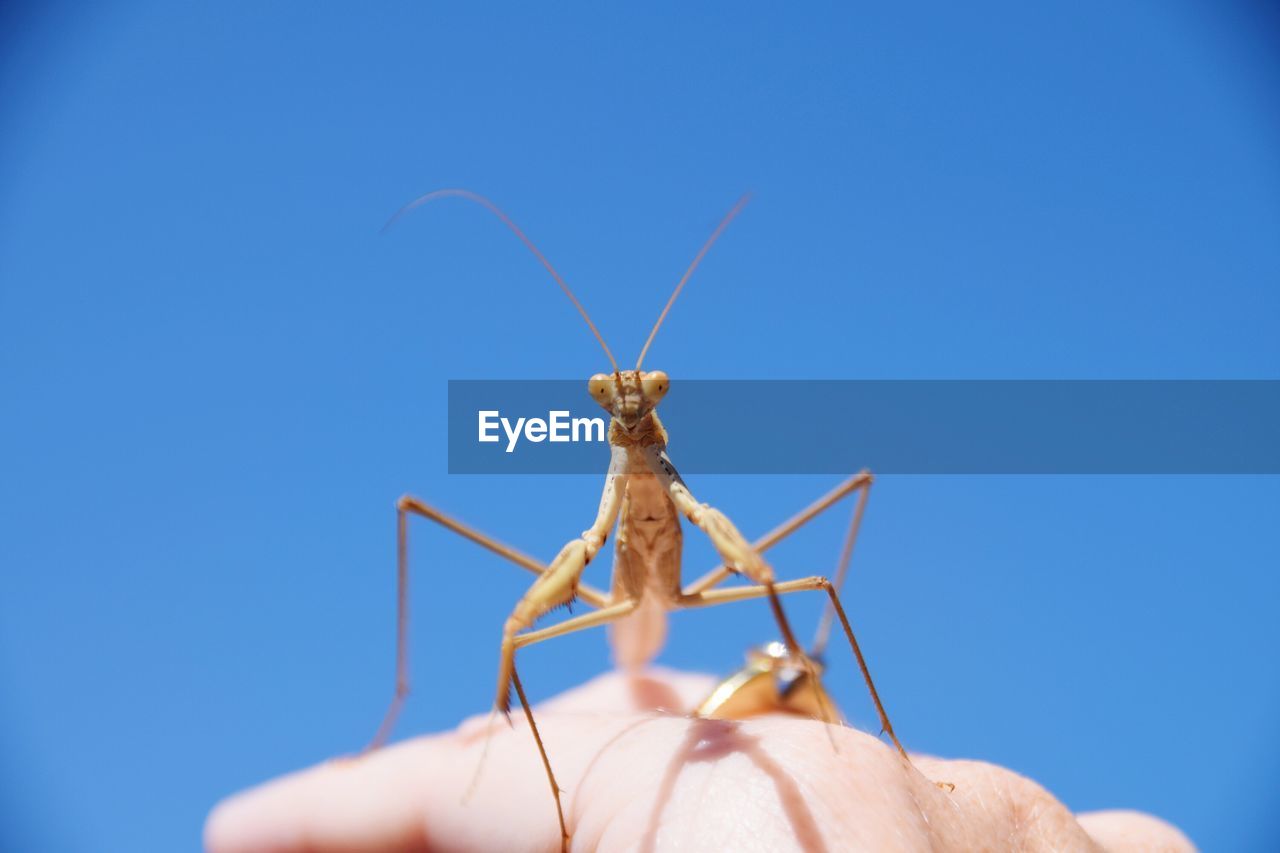 Cropped hand holding praying mantis against clear blue sky