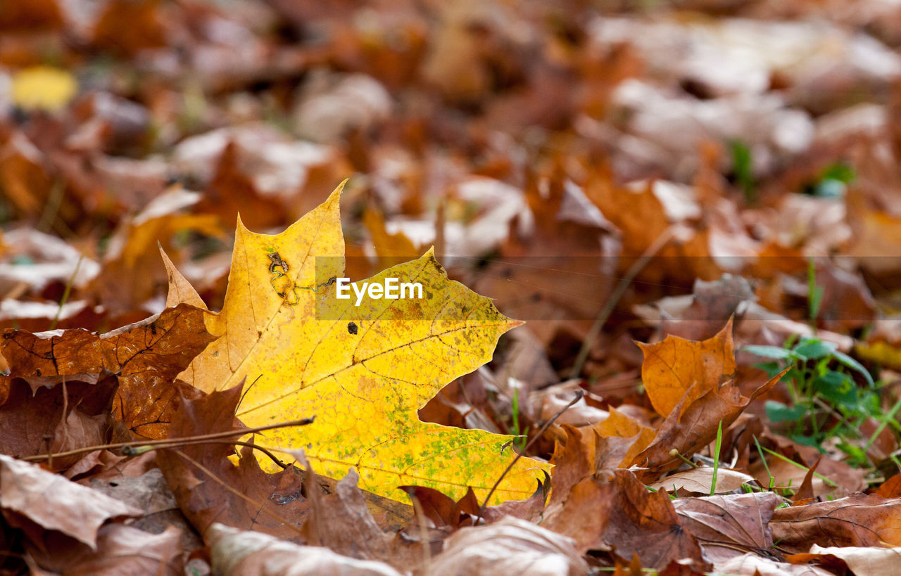 Close-up of maple leaves on fallen tree