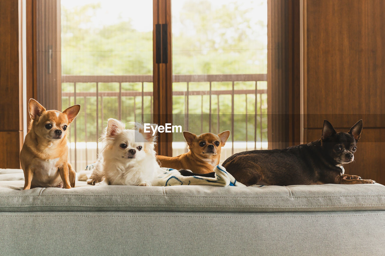 Portrait of dog sitting on sofa at home