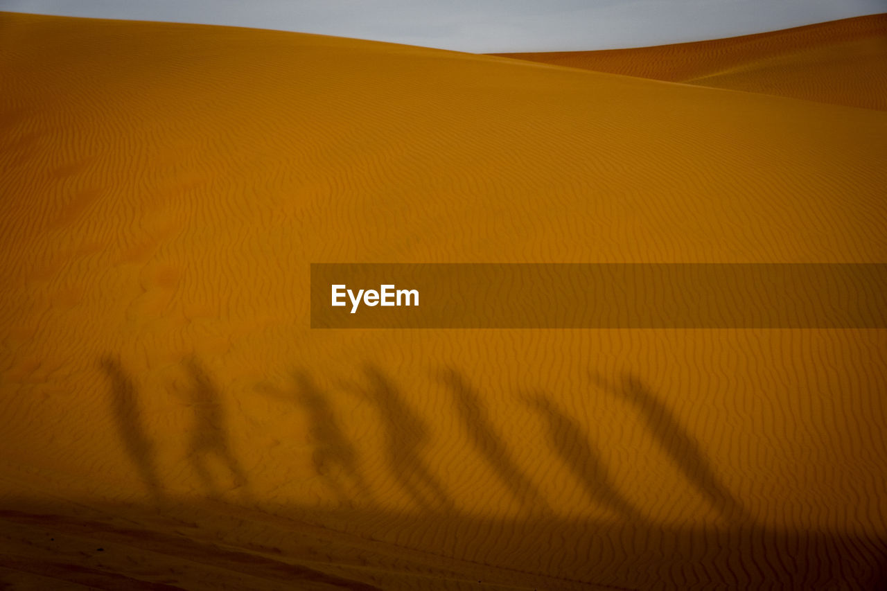 SCENIC VIEW OF SAND DUNES IN DESERT