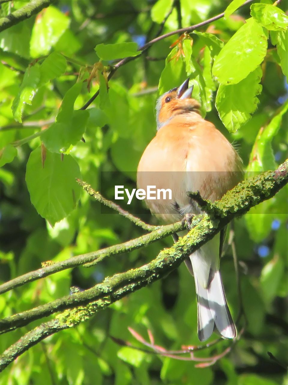 CLOSE-UP OF BIRD PERCHING ON TREE BRANCH