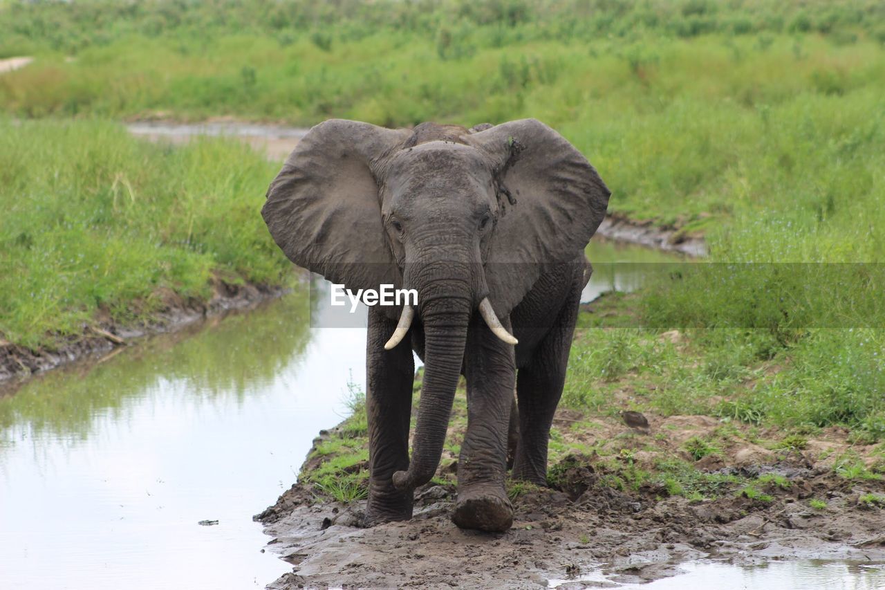ELEPHANT IN A LAKE