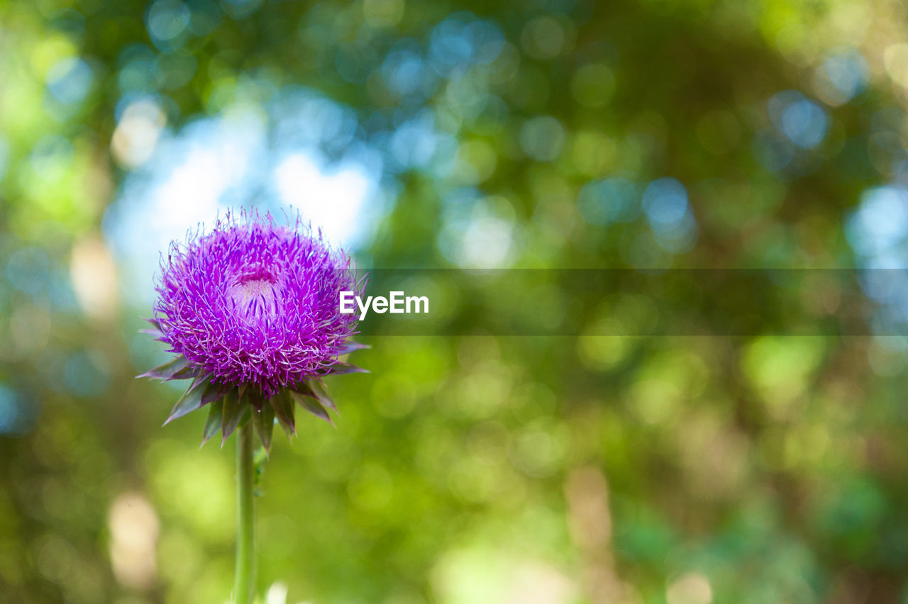 Close-up of purple flowering plant