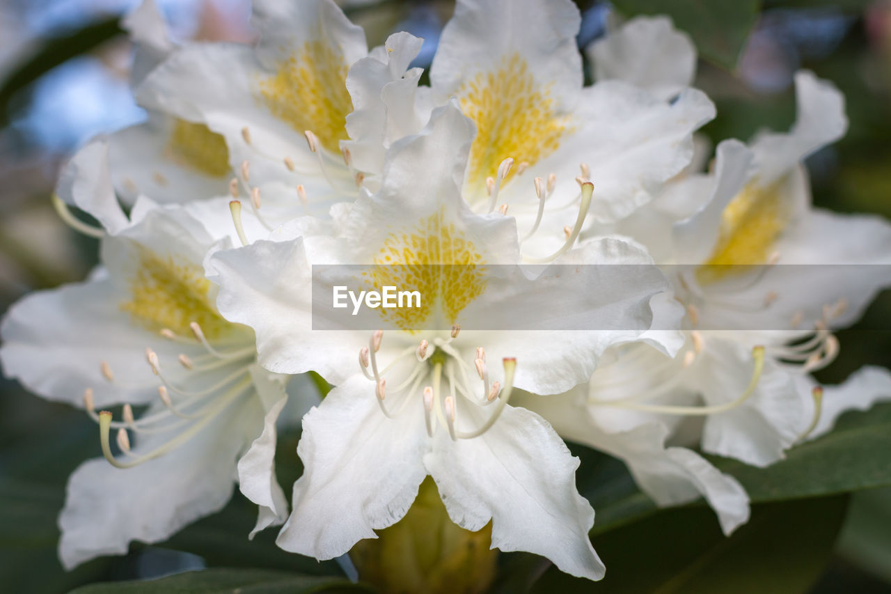 Close-up of white flowering plant