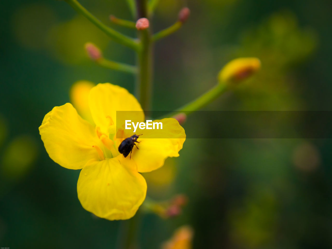 CLOSE-UP OF HONEY BEE ON YELLOW FLOWER