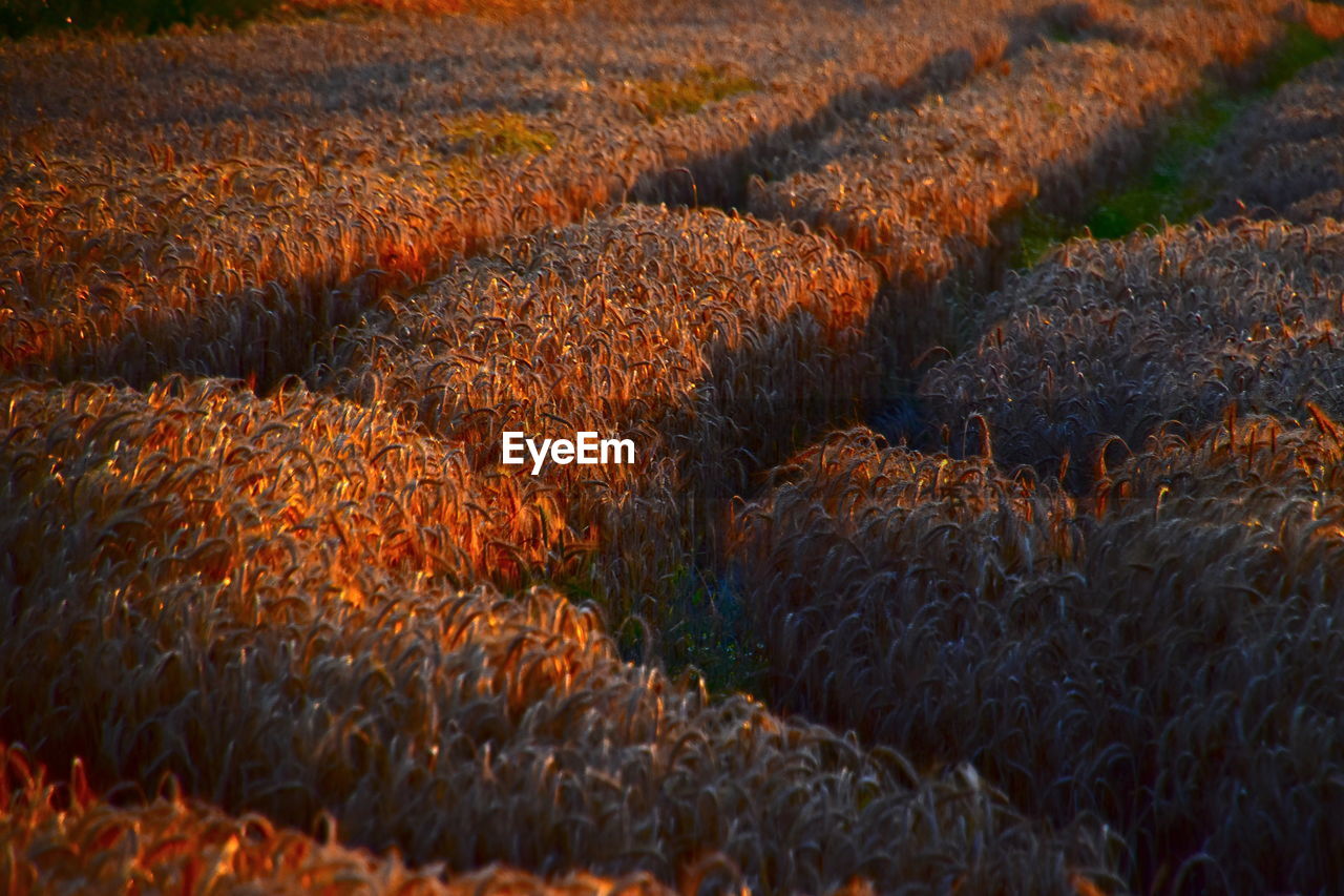 FULL FRAME SHOT OF PLANTS ON FIELD