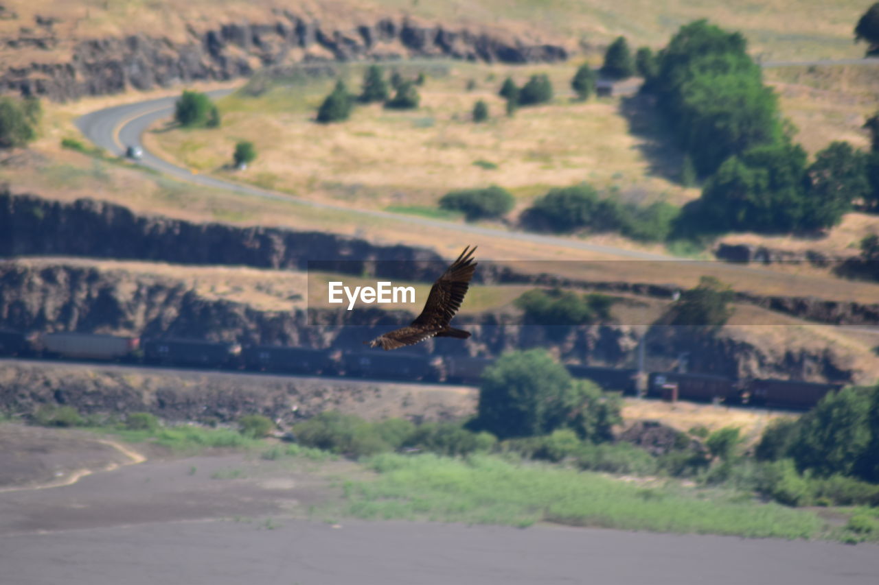 BIRD FLYING OVER A LANDSCAPE