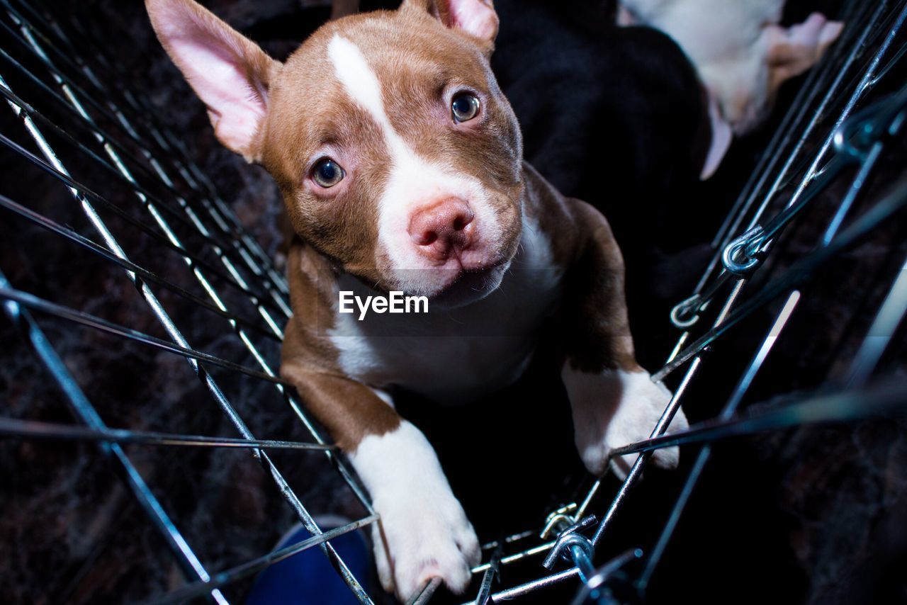 Close-up portrait of dog