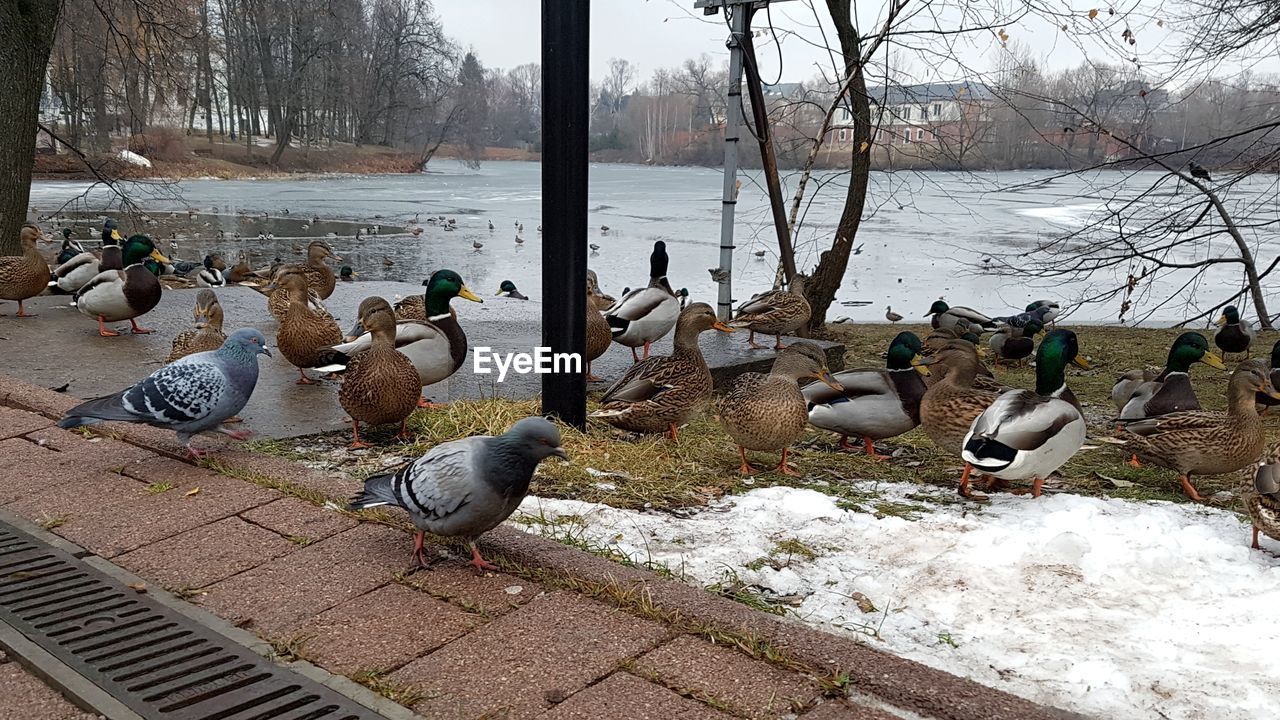 DUCKS IN A WINTER