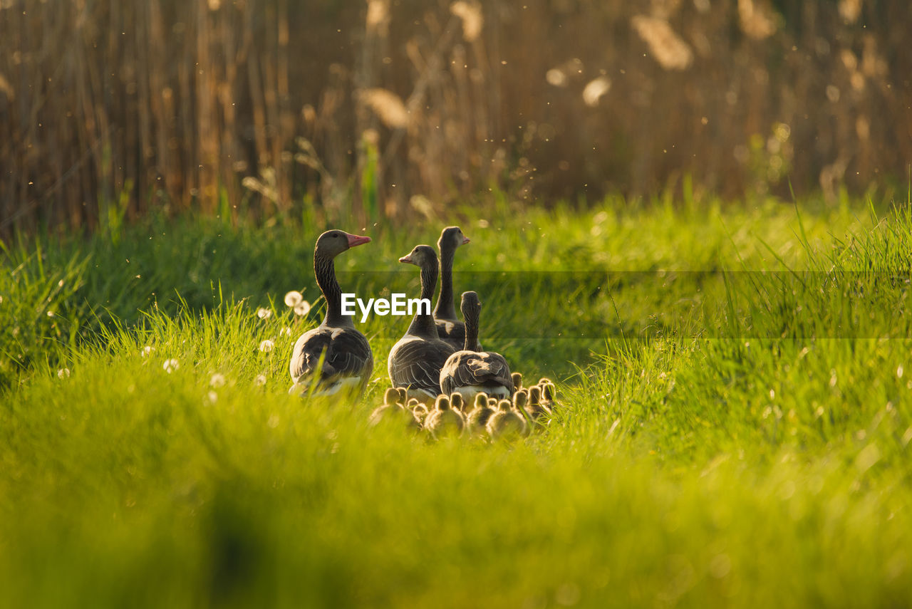 Geese and goslings perching by plants on land