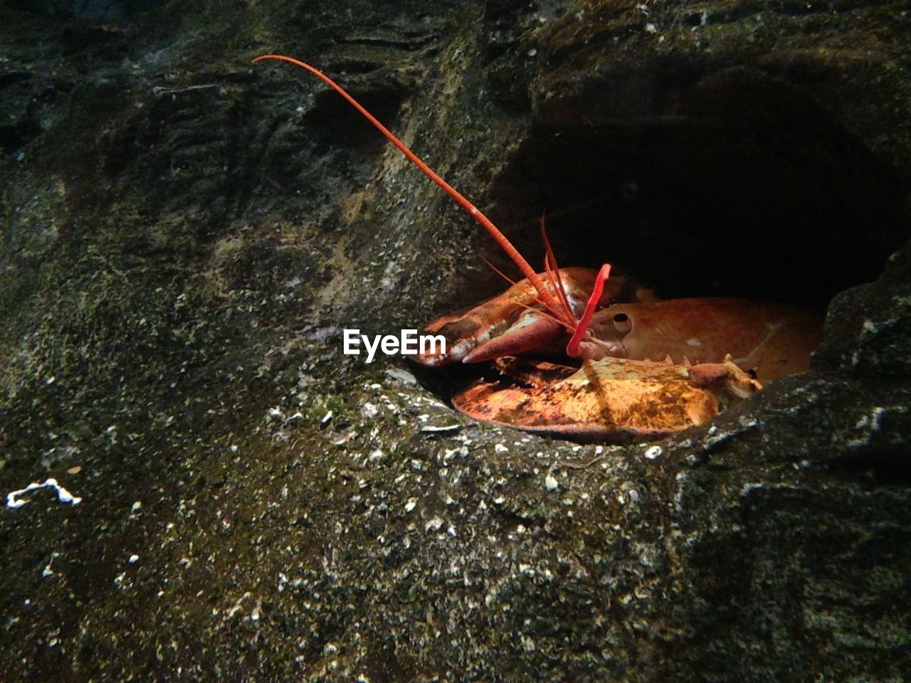 CLOSE-UP OF RED CRAB ON ROCK