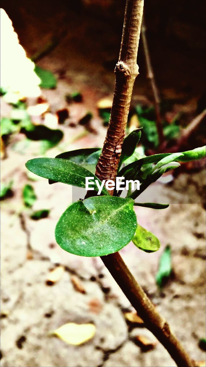 CLOSE-UP OF PLANTS