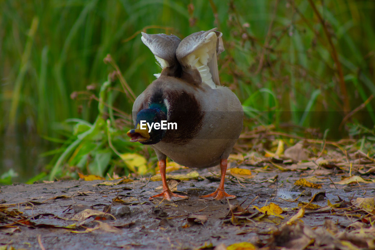 CLOSE-UP OF A DUCK ON LAND