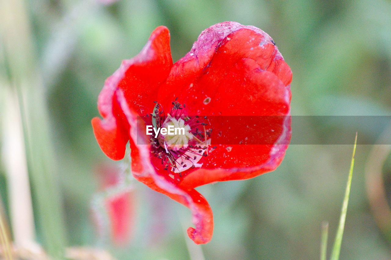 CLOSE-UP OF RED POPPY IN WATER