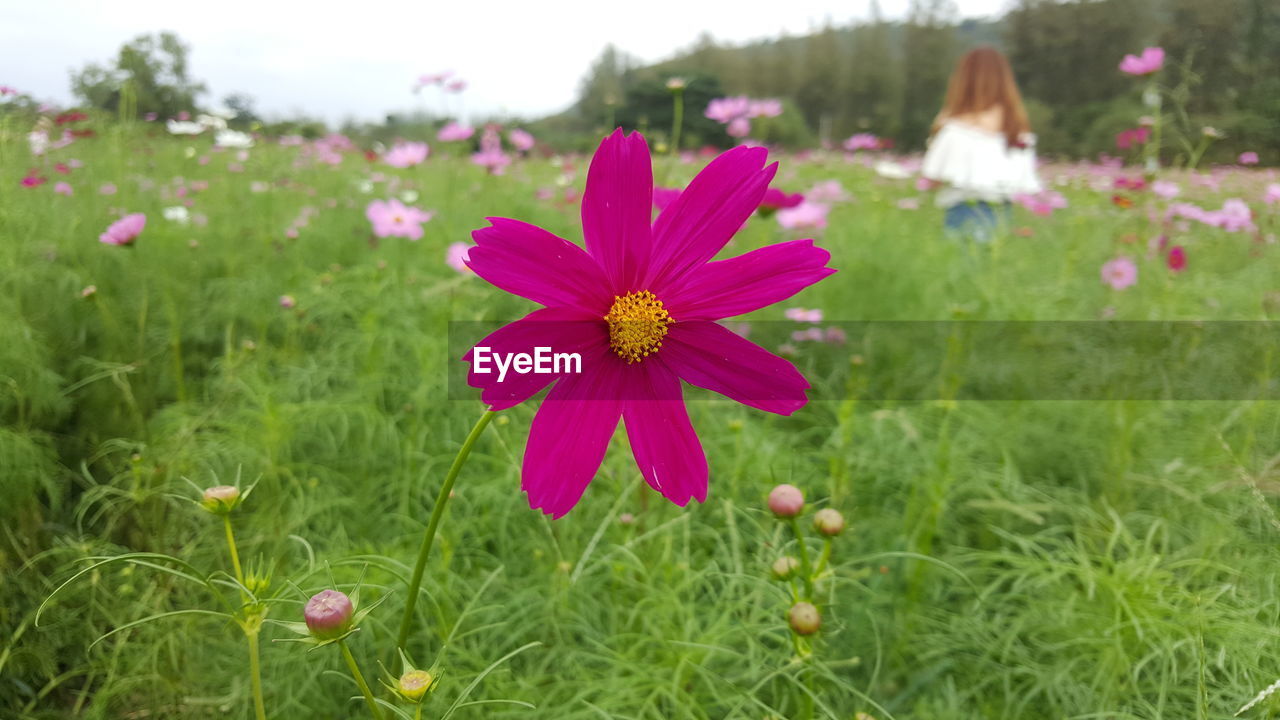 CLOSE-UP OF PINK FLOWERING PLANT ON FIELD