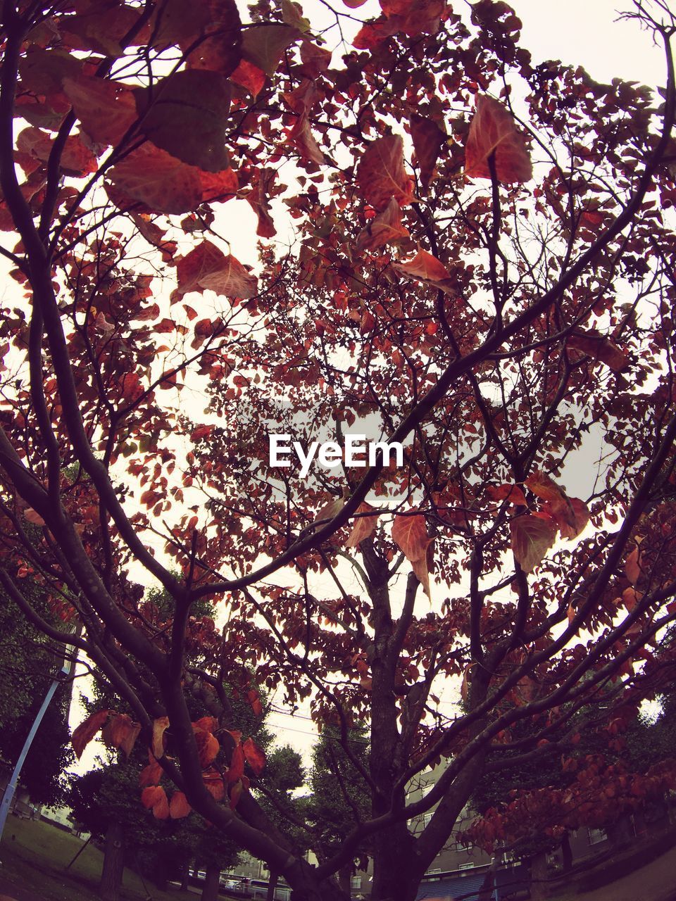 LOW ANGLE VIEW OF FLOWER TREE AGAINST SKY