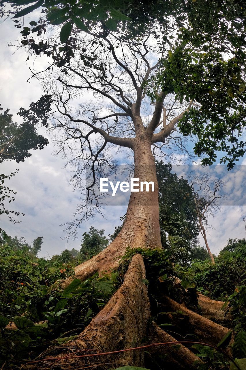 LOW ANGLE VIEW OF TREE TRUNK ON FIELD AGAINST SKY
