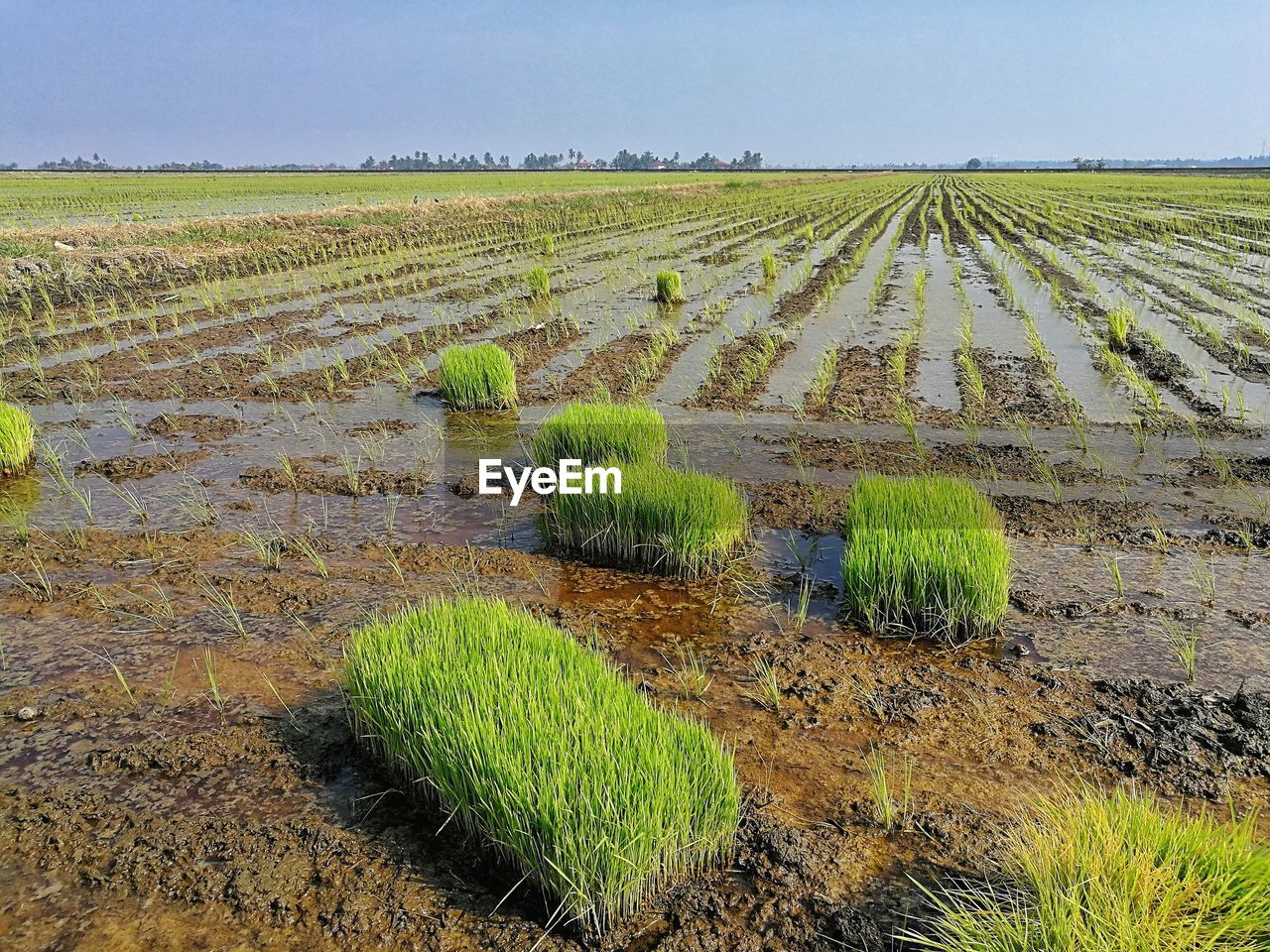 Rice paddy field