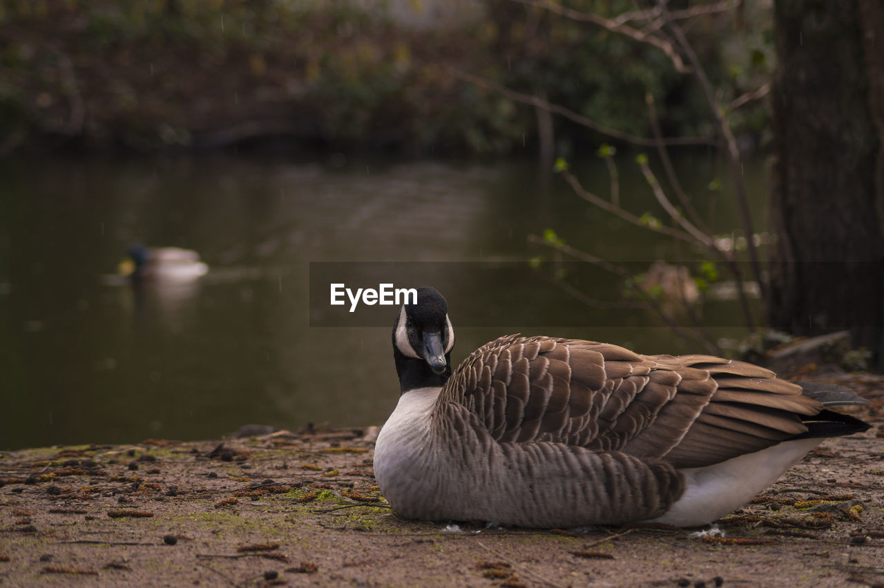 Portrait of canada goose at riverbank