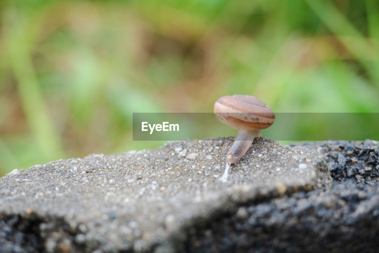 CLOSE-UP OF SNAIL