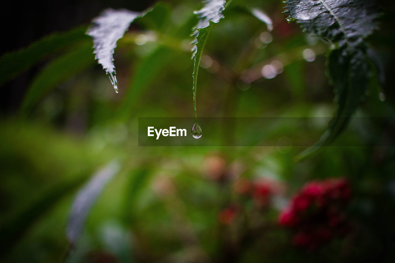 Close-up of water drops on plant