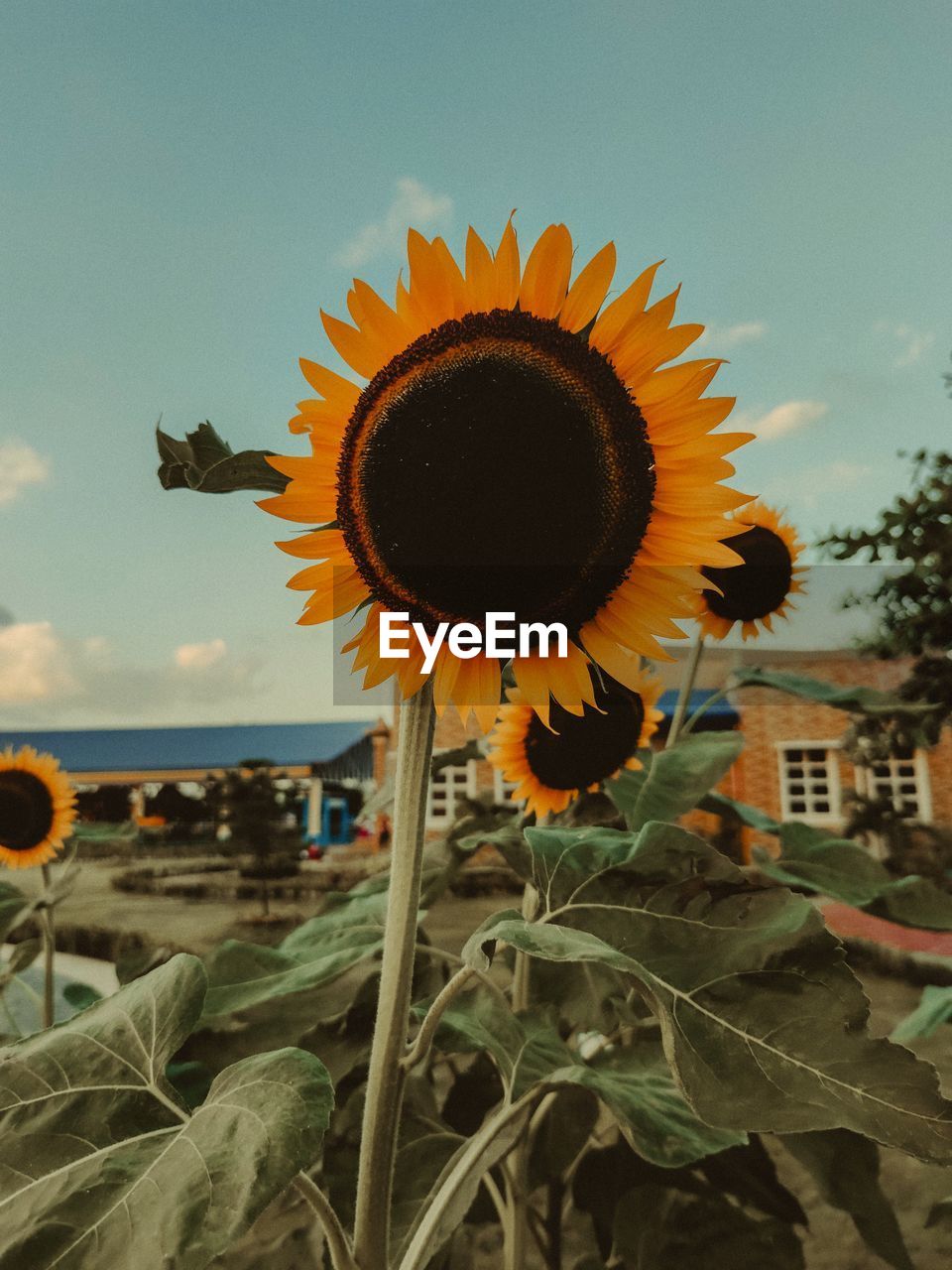 CLOSE-UP OF SUNFLOWER AGAINST SKY AT DUSK