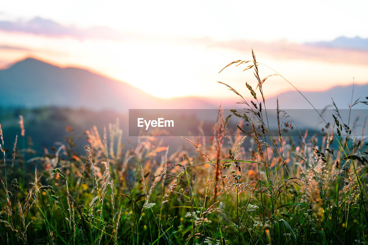 Wildflowers against mountain at sunrise