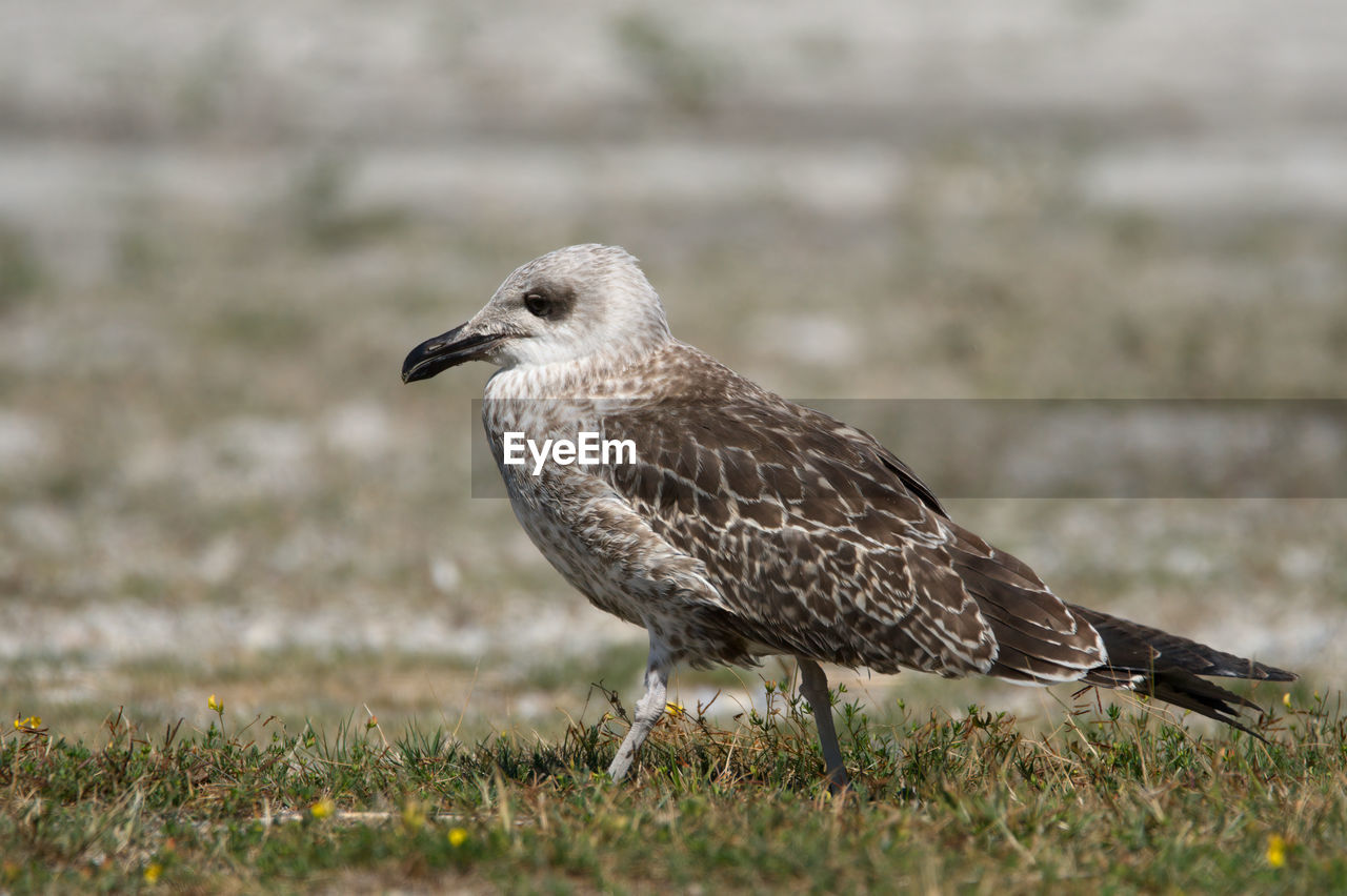 close-up of bird perching on grassy field