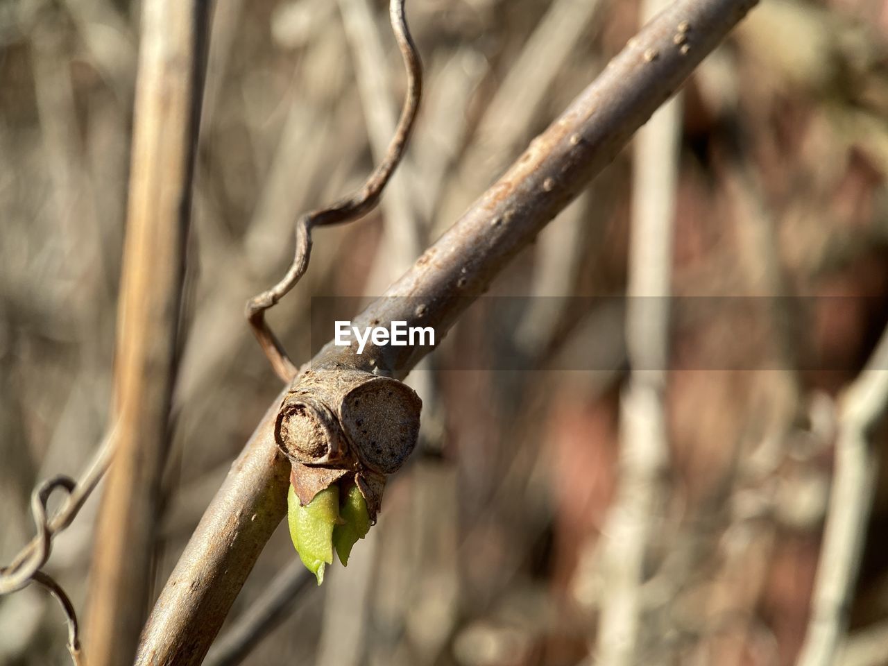 CLOSE-UP OF GRASSHOPPER ON TREE BRANCH