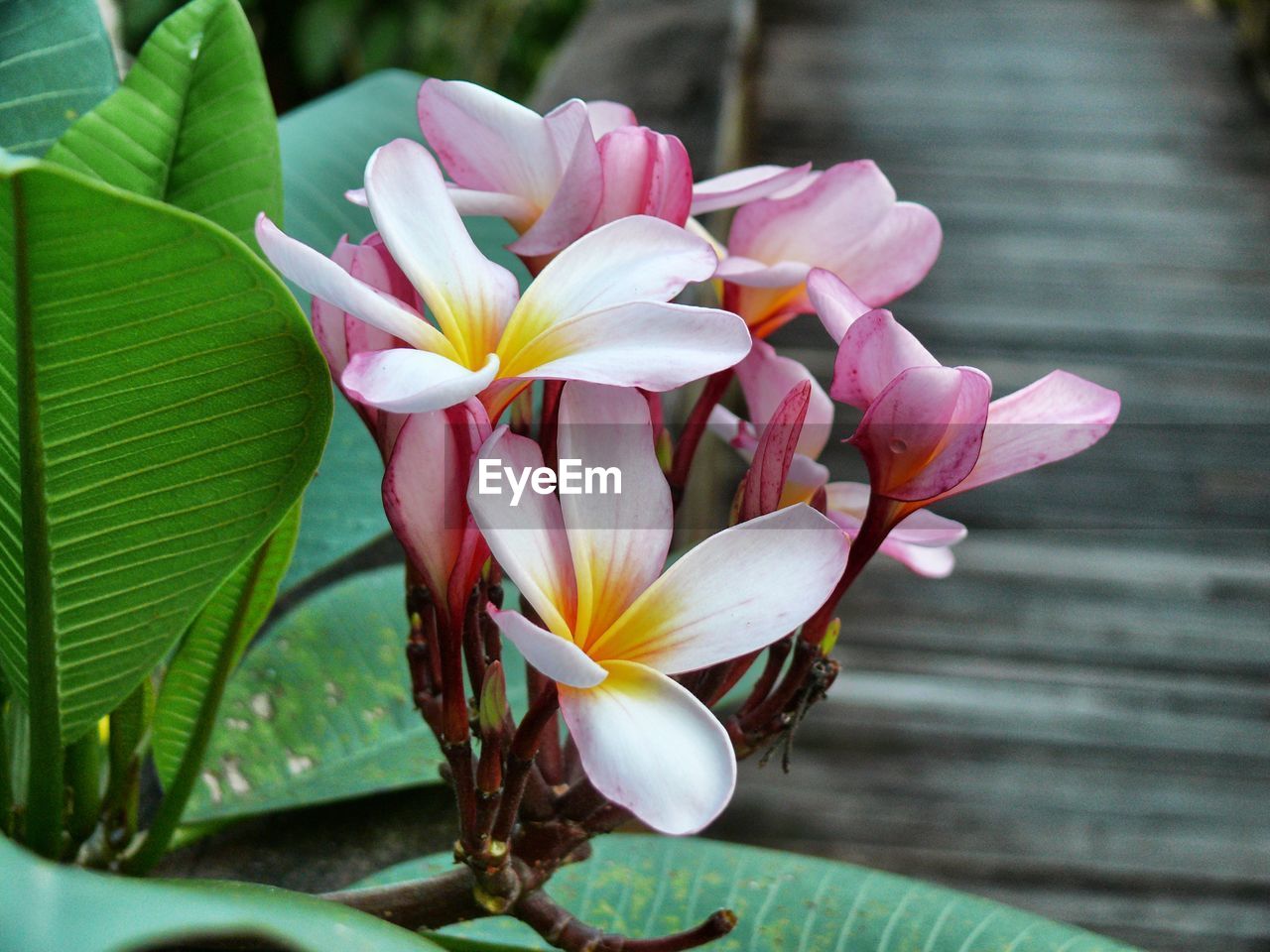 CLOSE-UP OF FRANGIPANI FLOWERS BLOOMING