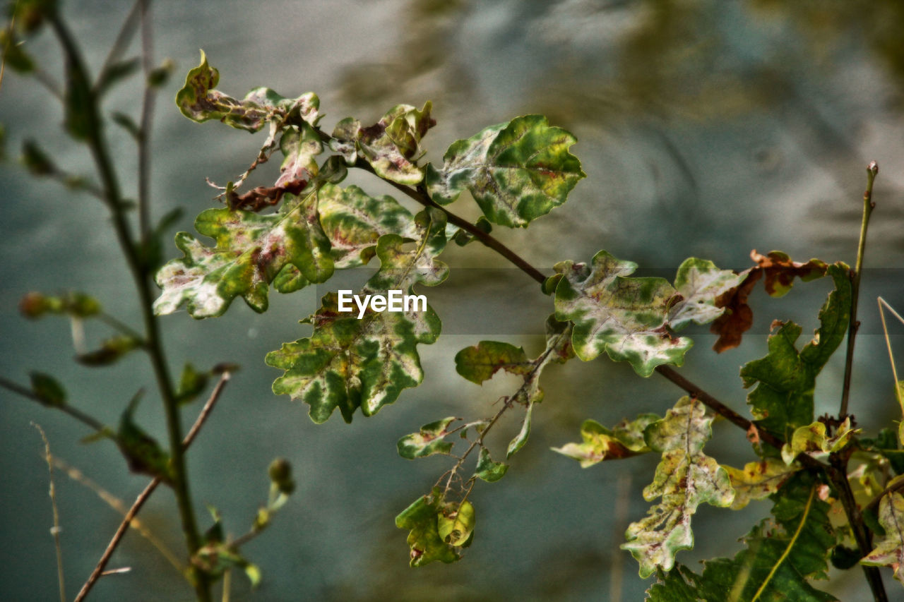 Close-up of plant against tree