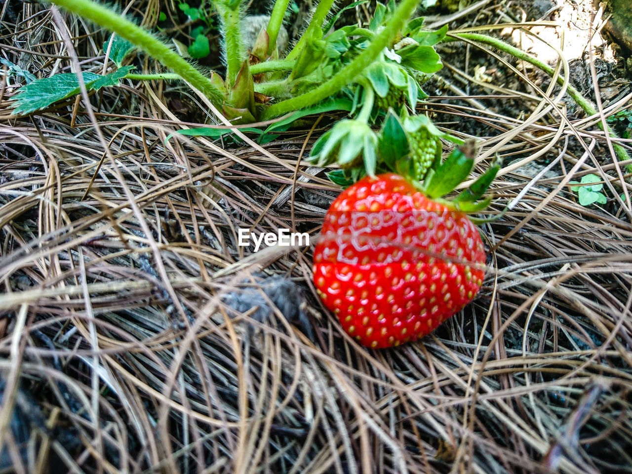 CLOSE-UP OF STRAWBERRY GROWING ON FIELD
