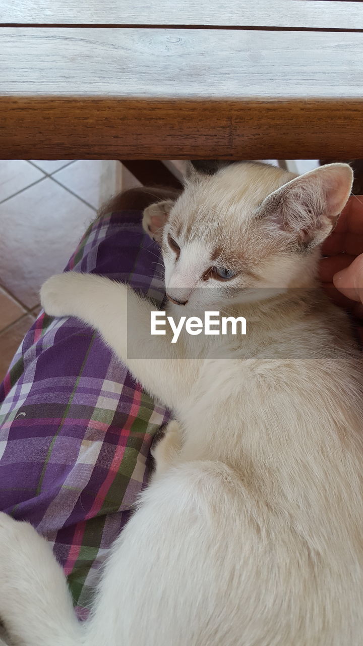 HIGH ANGLE VIEW OF CAT RELAXING AT HOME