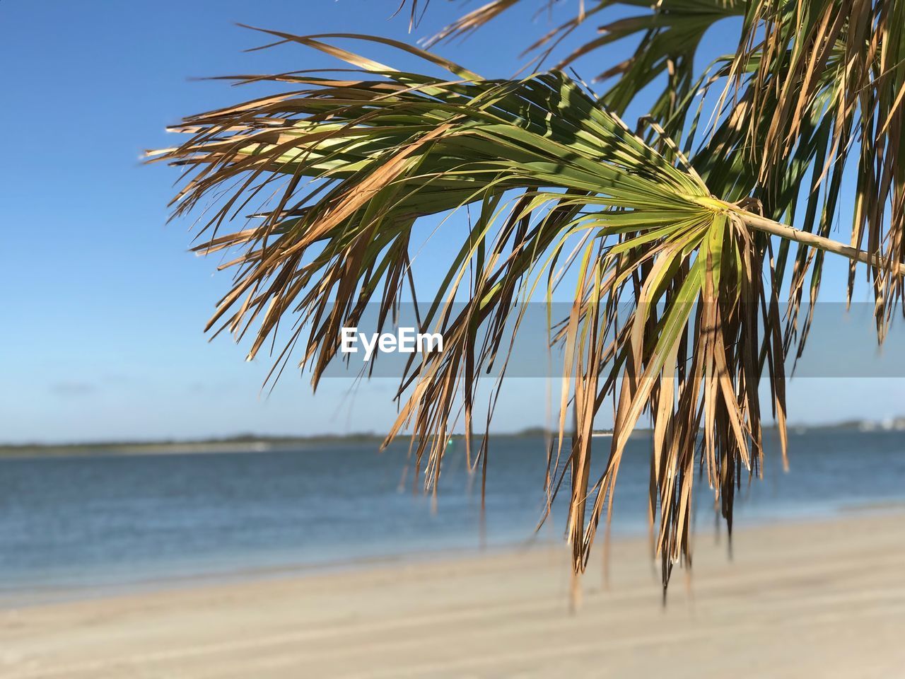 Palm tree by sea against sky