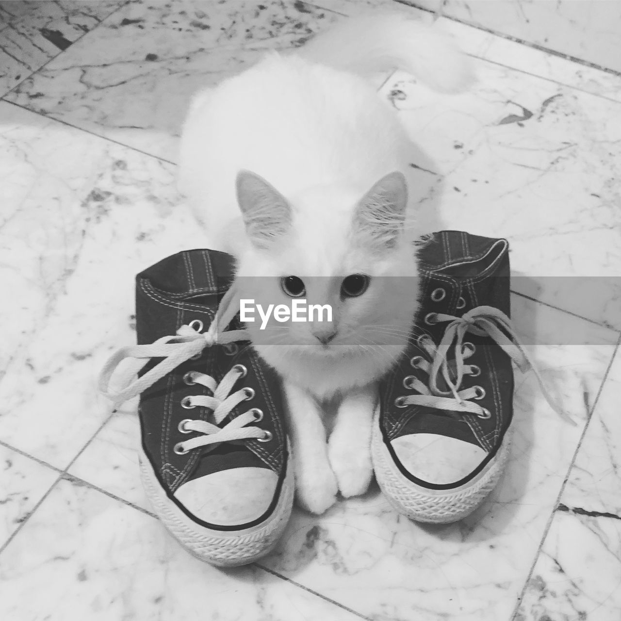 white, domestic animals, mammal, pet, animal, animal themes, cat, domestic cat, black and white, one animal, feline, monochrome photography, monochrome, portrait, drawing, high angle view, looking at camera, no people, footwear, flooring, black, kitten, indoors, sketch, cute, animal body part, young animal