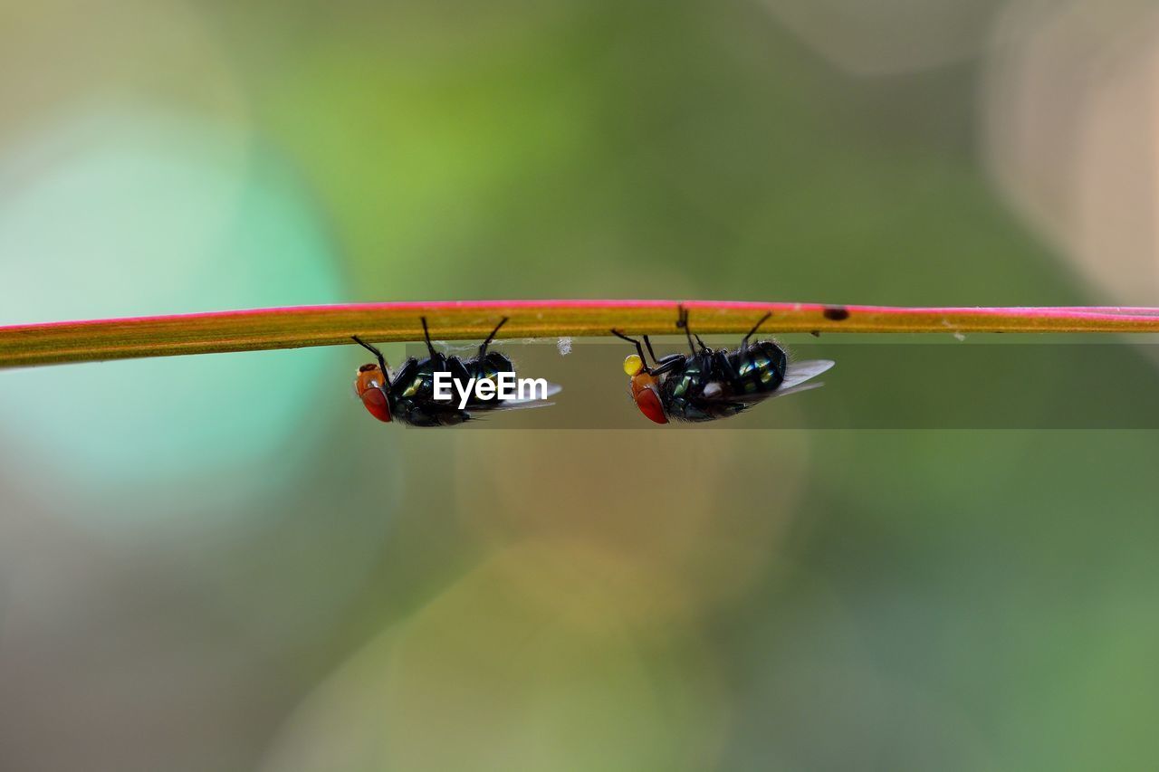 Close-up side view of ants on stem against blurred background