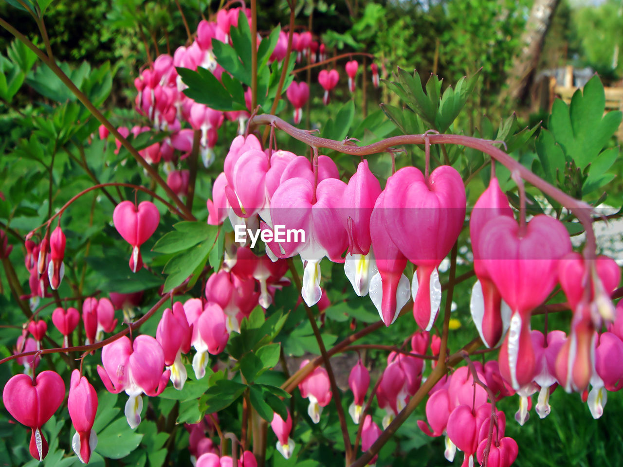 PINK FLOWERING PLANTS