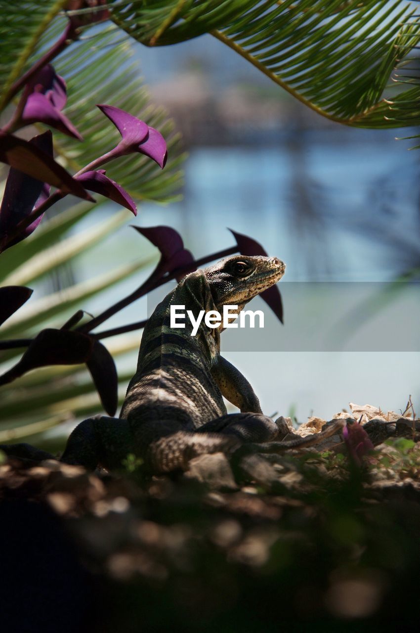 CLOSE-UP OF BIRD ON PLANT AGAINST TREES