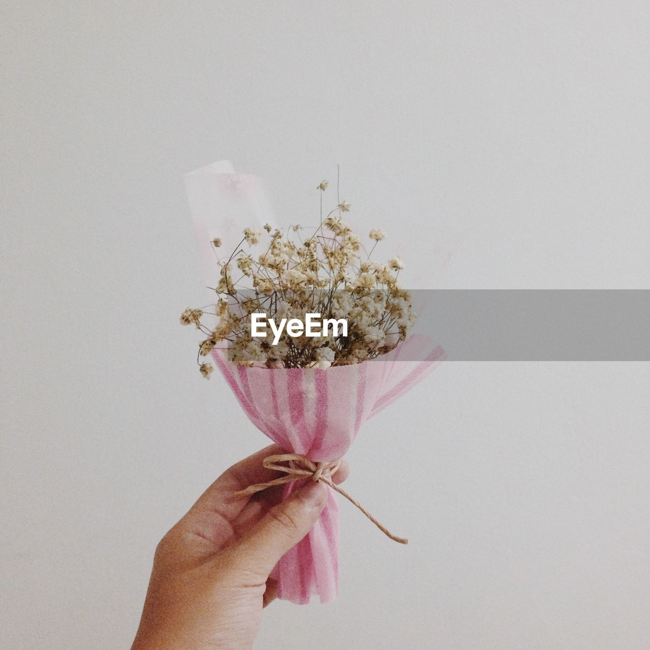 Cropped hand holding flowers against white background