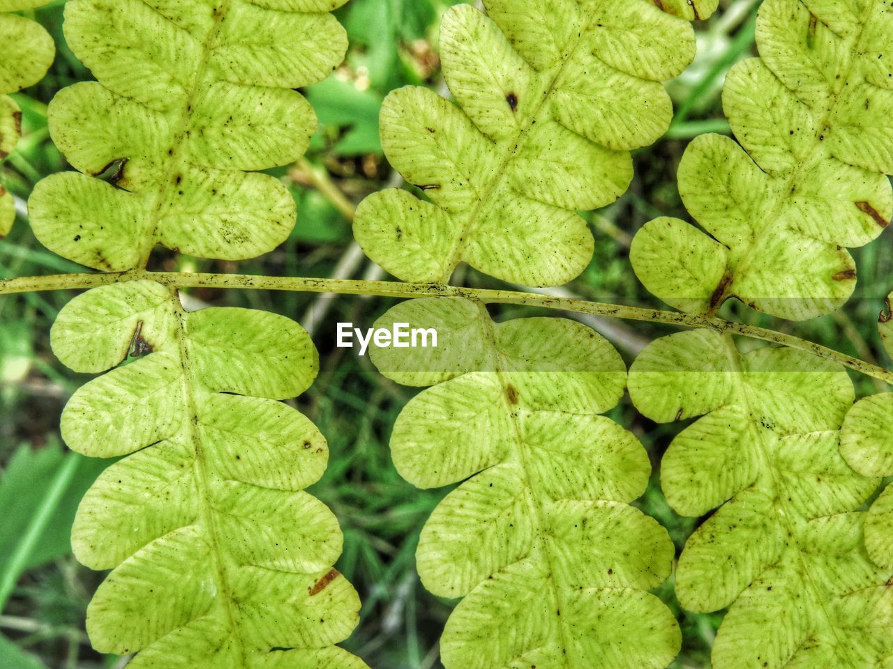 FULL FRAME SHOT OF LEAVES