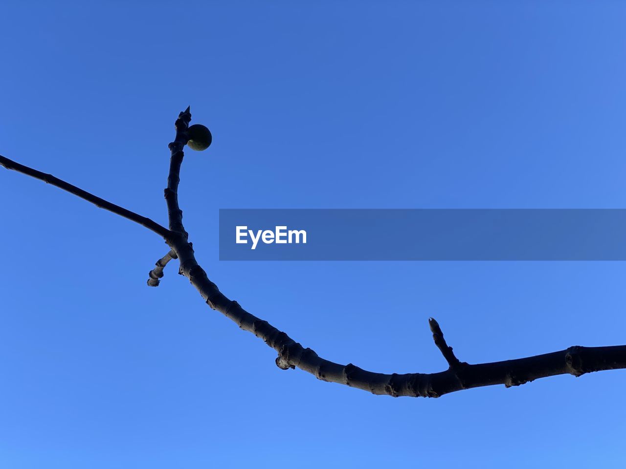 sky, branch, blue, clear sky, nature, animal, animal themes, animal wildlife, bird, no people, wildlife, tree, perching, low angle view, outdoors, day, sunny, plant, silhouette, copy space, beauty in nature, one animal
