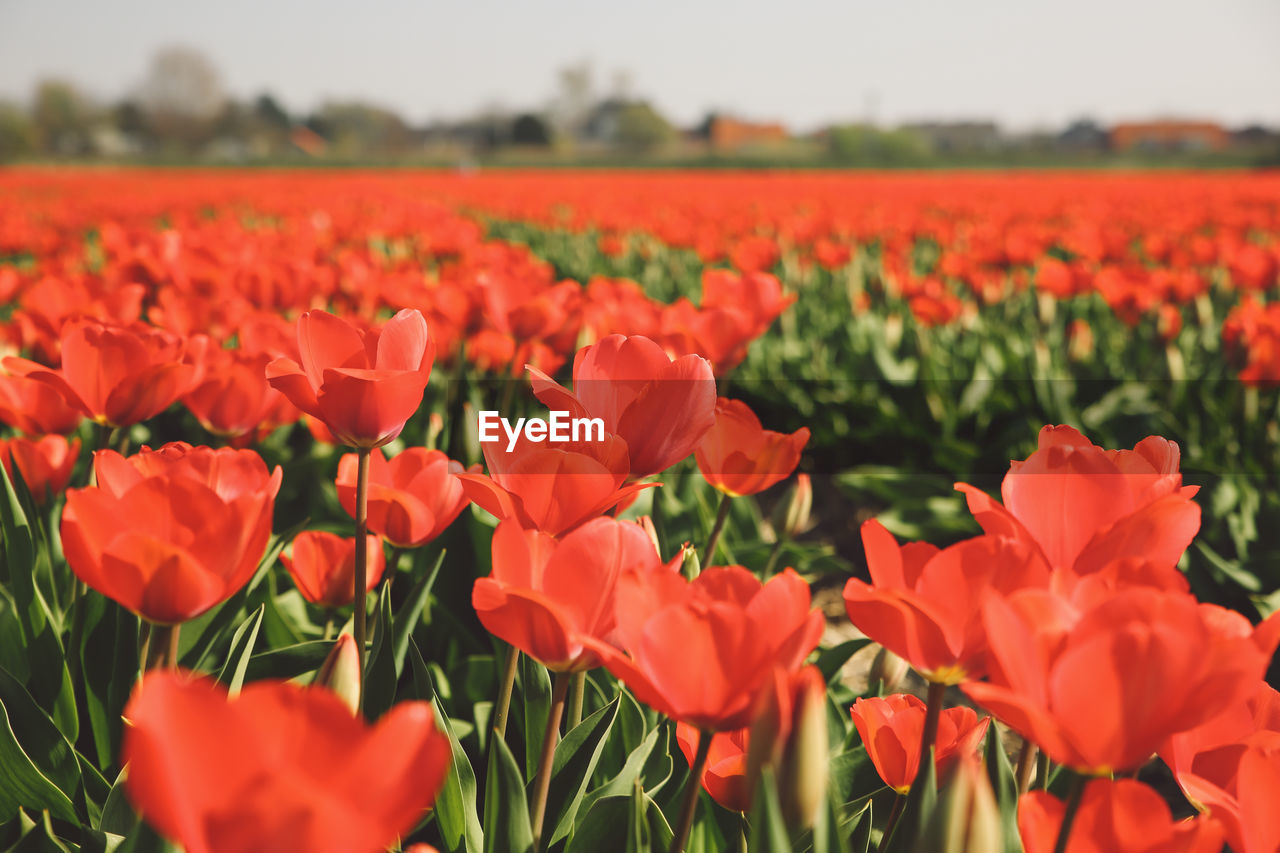 Close-up of red tulips blooming on field