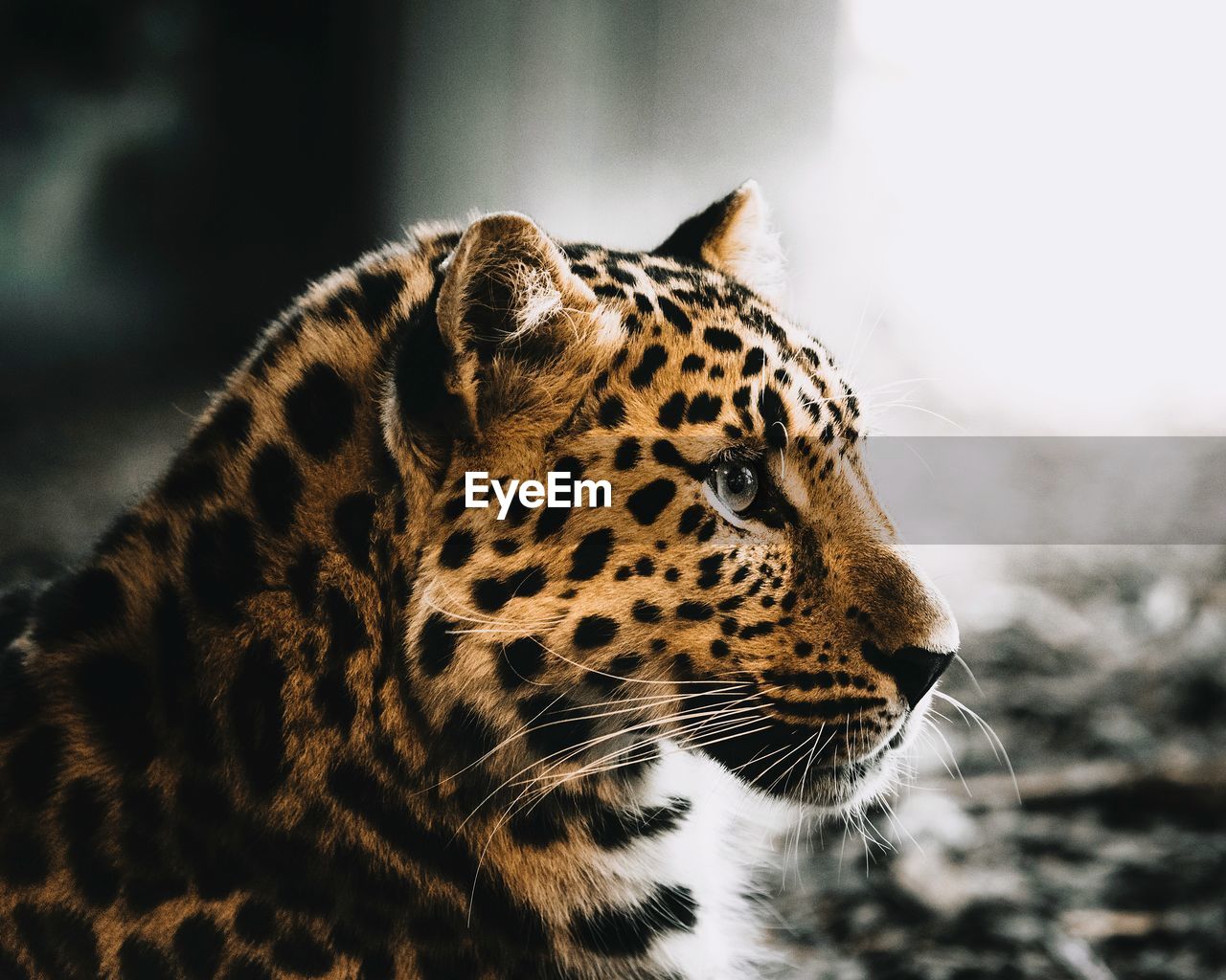 Close-up of a leopard looking away