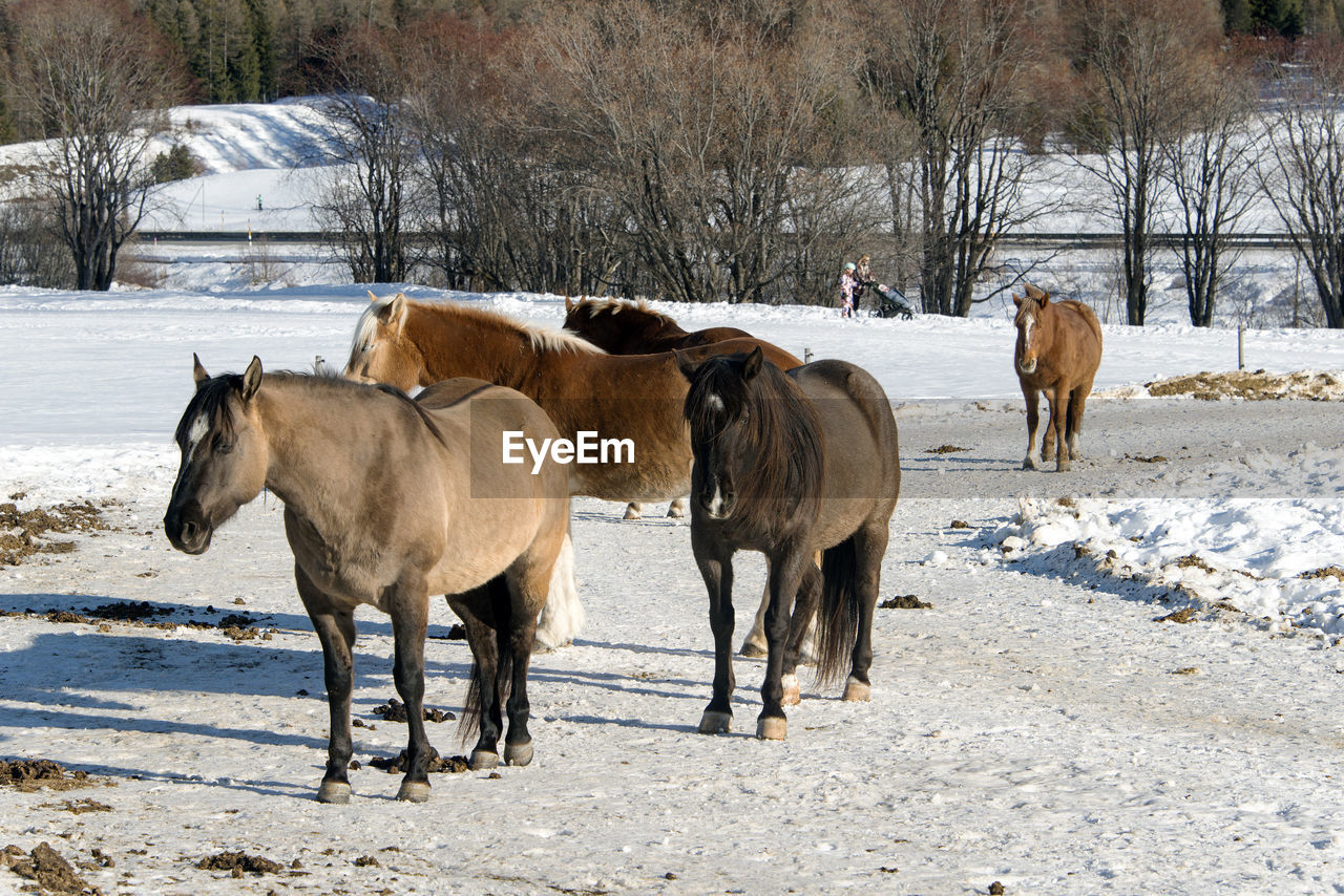 winter, mammal, animal, animal themes, snow, horse, domestic animals, cold temperature, group of animals, livestock, animal wildlife, herd, nature, pet, environment, tree, pack animal, field, wildlife, landscape, land, no people, herbivorous, day, outdoors, mare, sunlight, standing, white, walking