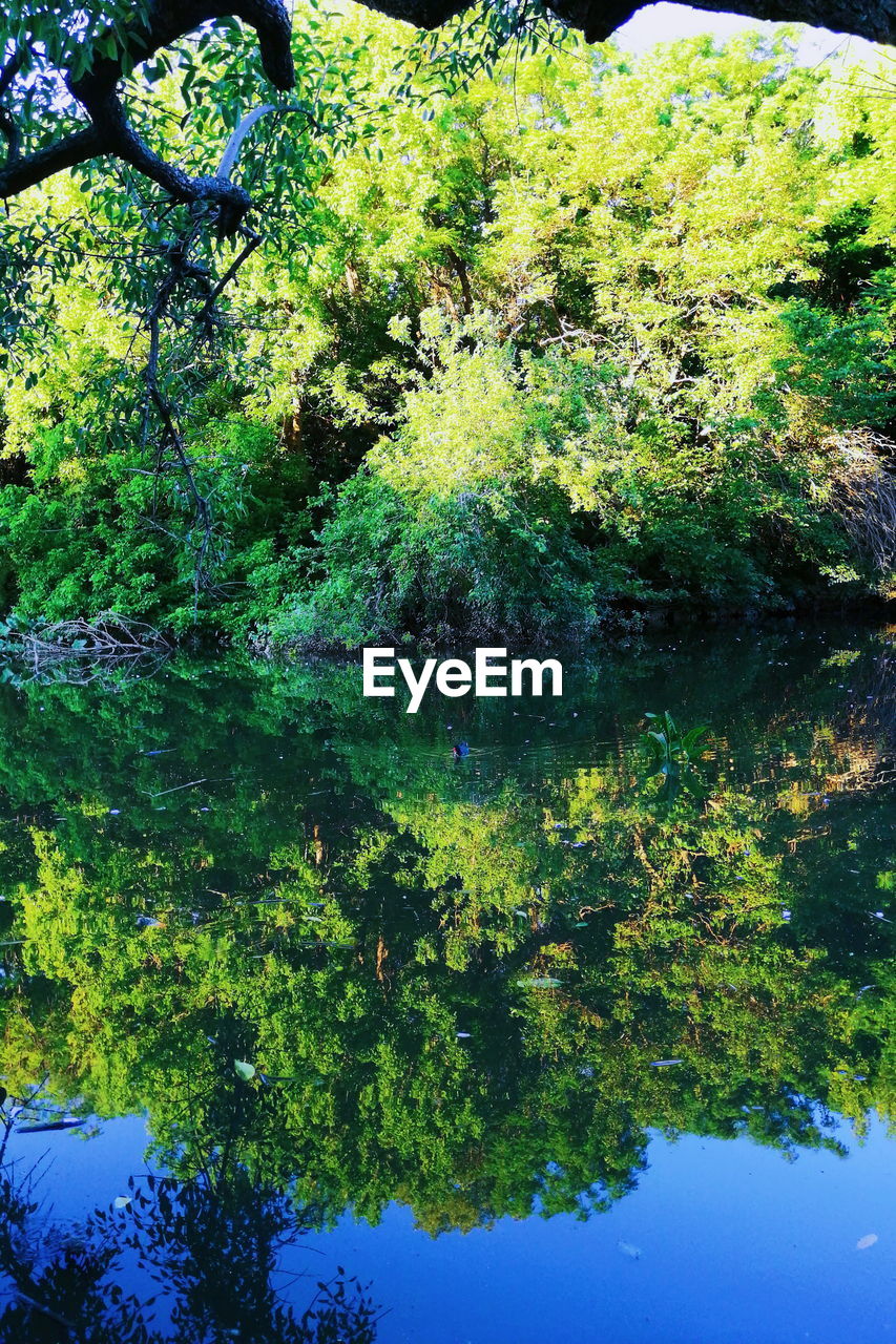 REFLECTION OF TREES IN LAKE