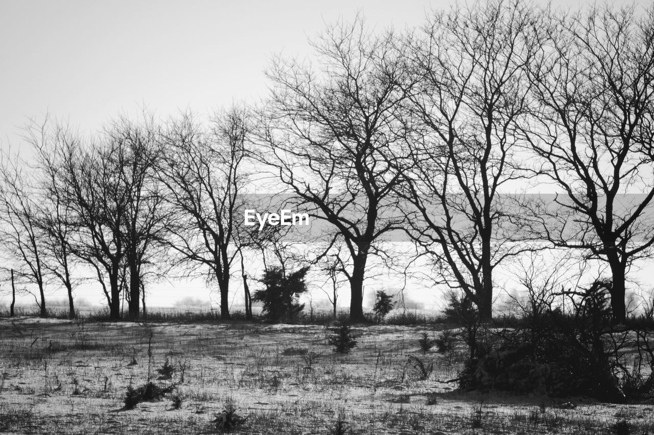 TREES ON FIELD AGAINST SKY