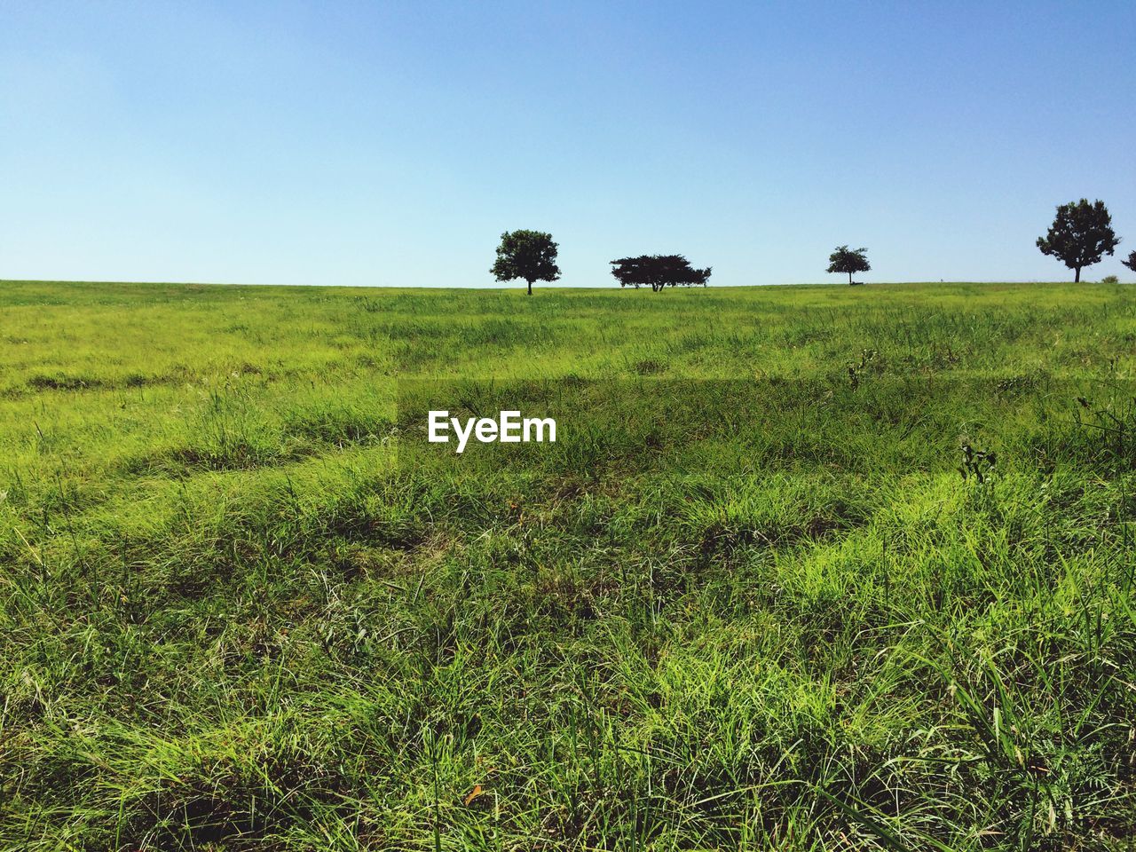 Scenic view of grassy field against blue sky